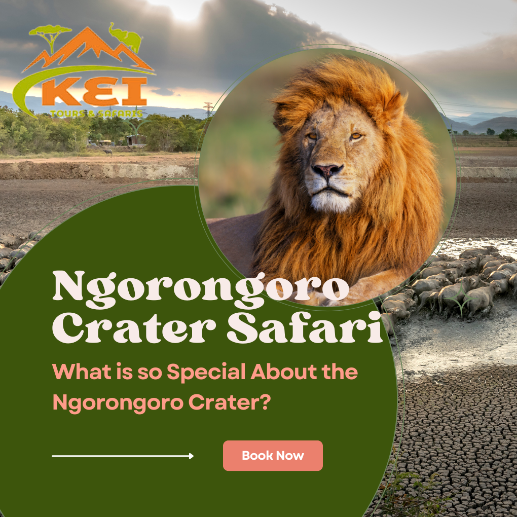 Ngorongoro Crater Safari