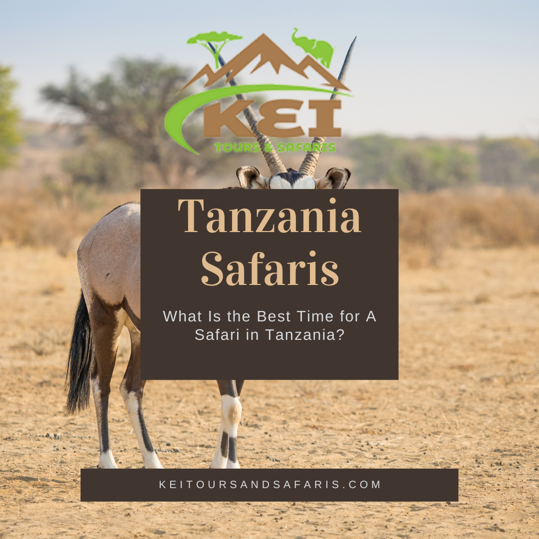 Tanzania Safaris