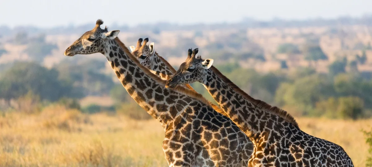 Kibale National Park
