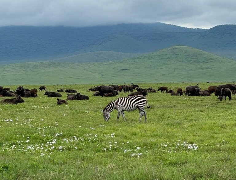 Ngorongoro Crater Safari