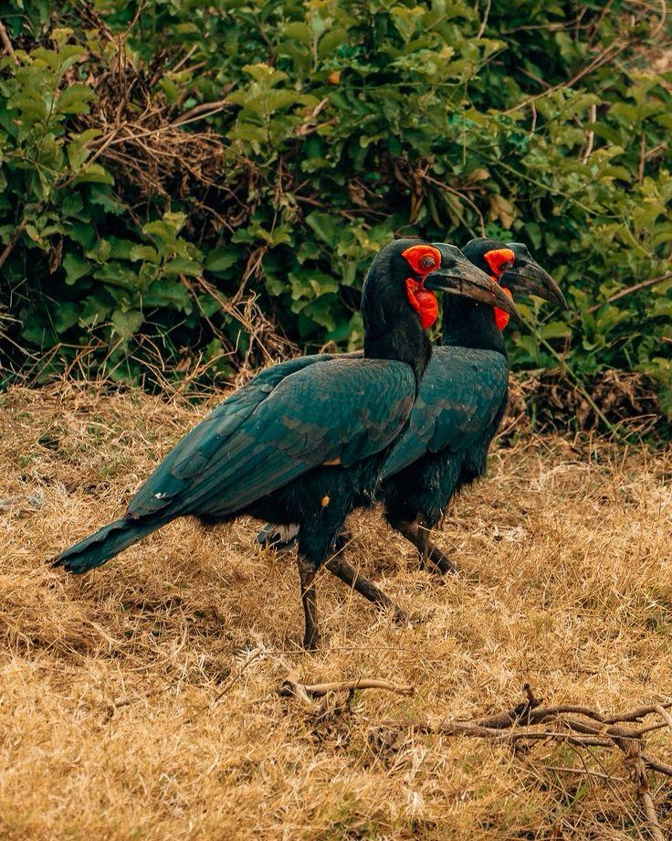 Ruaha National Park