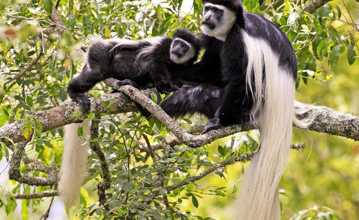 Arusha National Park