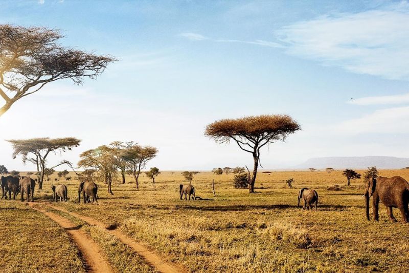 6 Days Ultimate Tanzania Safari