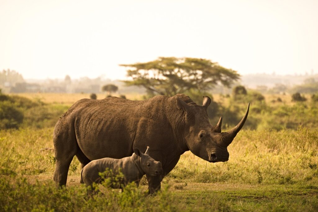 Akagera National Park