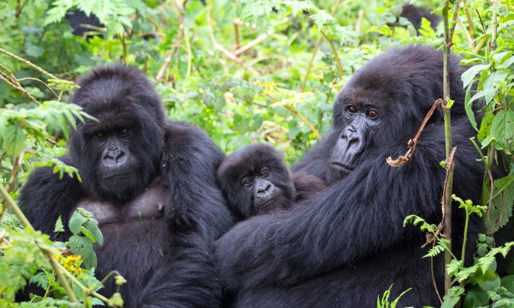 2 Days Gorilla Trekking Safari Experience