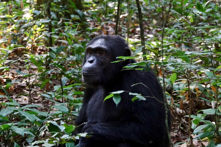 3 Days Chimpanzee Trekking Safari in Uganda