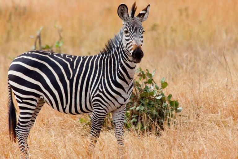 Tsavo East National Park