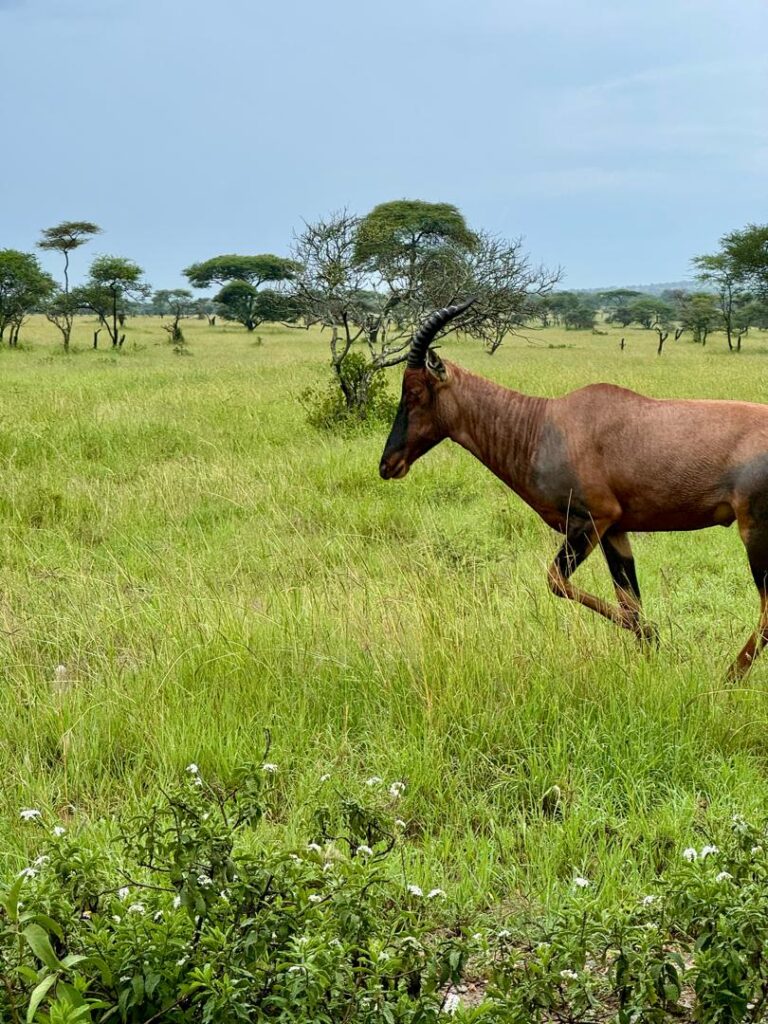 Mikumi National Park