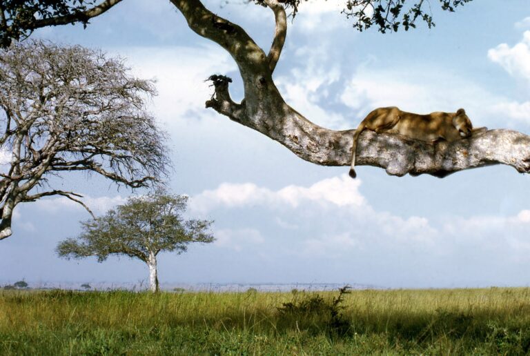 Maasai Mara National Reserve