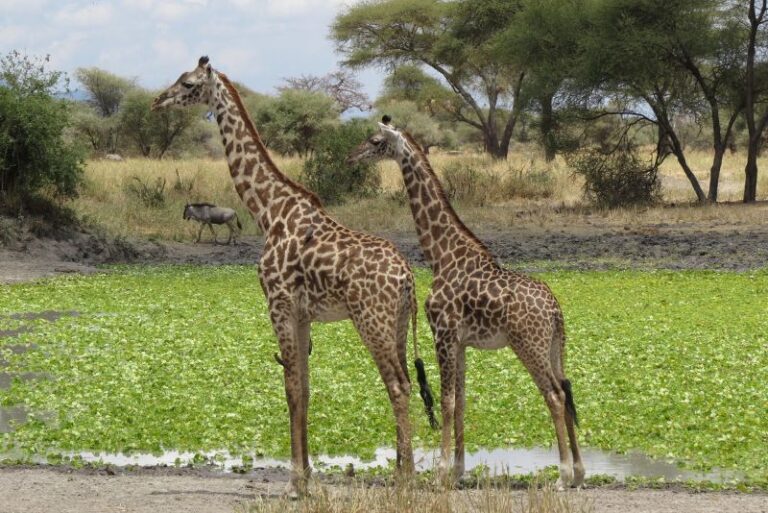 Tarangire Day Trips