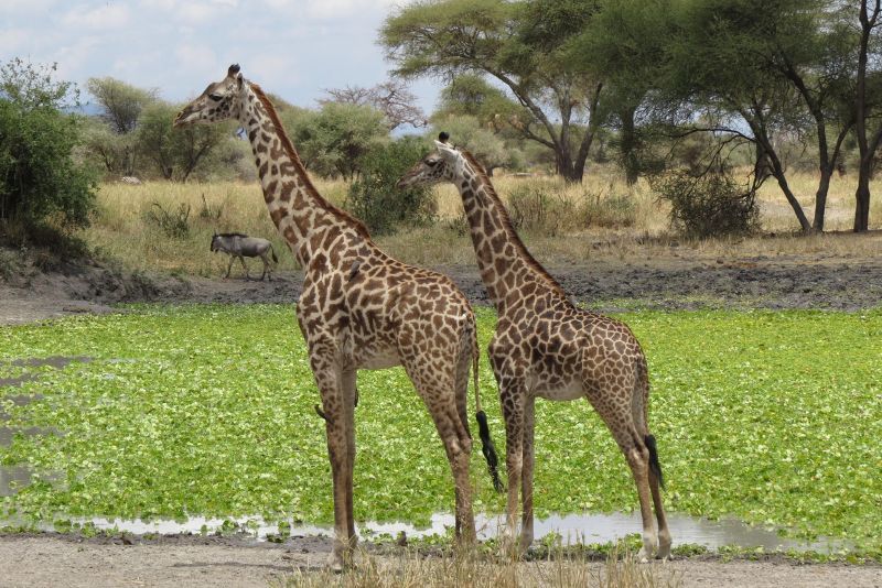 Tarangire Day Trips